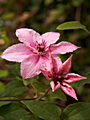 Clematis Pink Fantasy IMG_7225 Powojnik